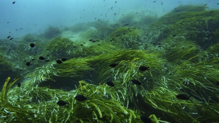 La vida marina, más protegida: luz verde al tratado de la ONU para proteger los océanos