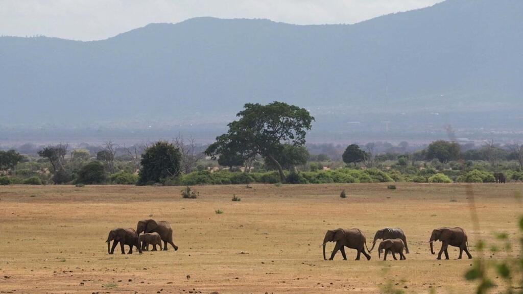 África: safaris y "colonialismo verde"