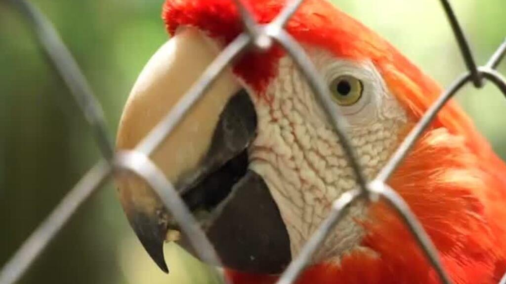 Amenaza a la biodiversidad de Guatemala: incendios, pérdida de especies silvestres y tráfico ilegal