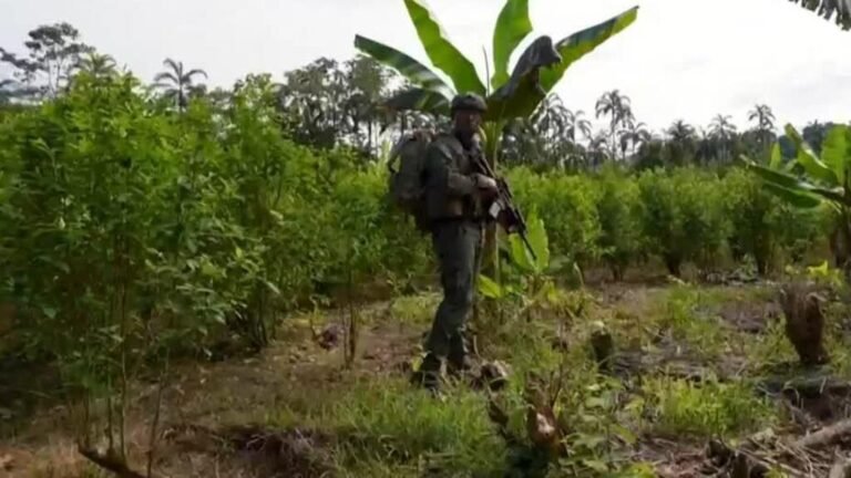 Colombia busca demostrar esfuerzos contra el narcotráfico ante EE. UU.