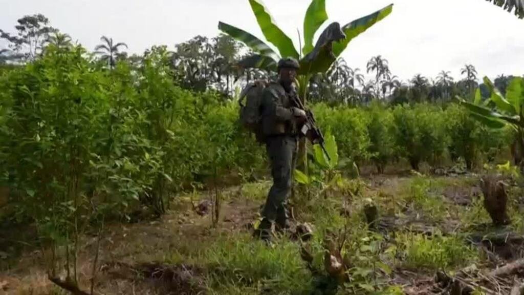 Colombia busca demostrar esfuerzos contra el narcotráfico ante EE. UU.