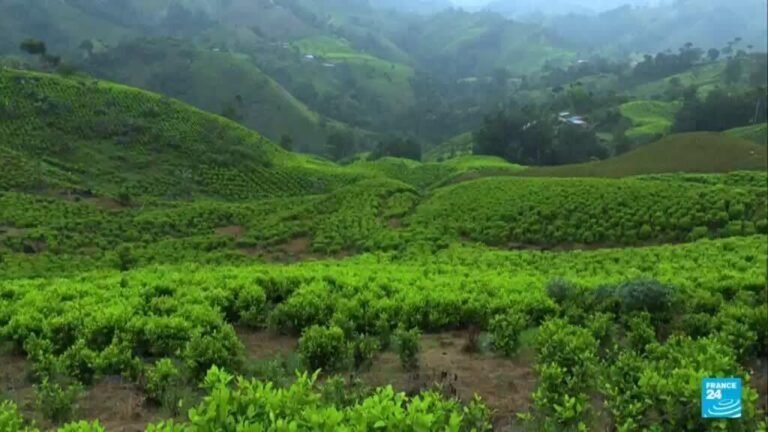 ¿Por qué EE. UU. descertificó –con condiciones– a Colombia en su lucha antidrogas?