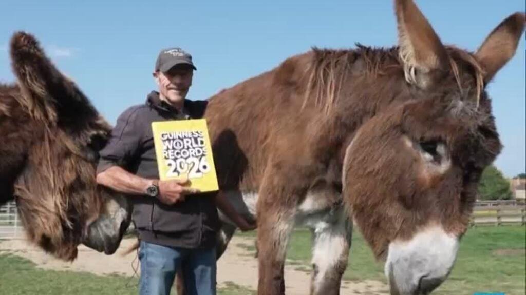 Un burro gigante y un cerdito en patines... estos son los Récord Guinness 2026
