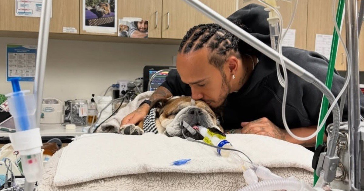 Dolor en la Fórmula 1: Lewis Hamilton reveló que su perro Roscoe se encuentra en coma: "Ya no sé si va a despertar"