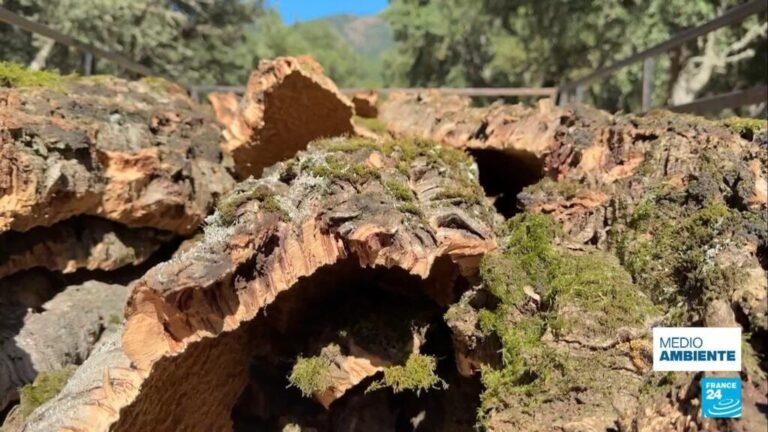 Árboles que pueden contrarrestar incendios: iniciativas de España y Portugal