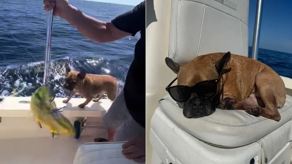 Un bulldog francés saltó al mar en plena pesca y su rescate se volvió viral en TikTok
