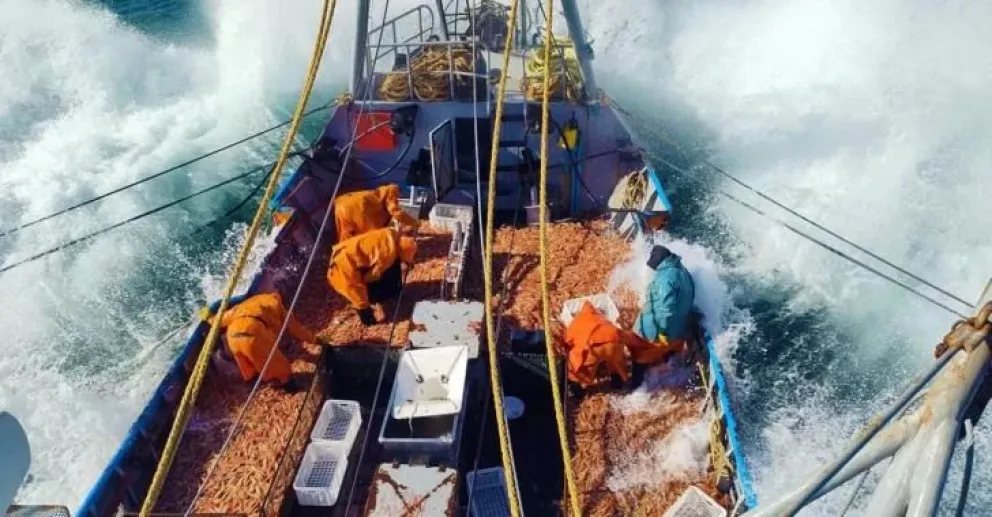 Langostino argentino sufre caída del 66% en exportaciones por zafra tardía