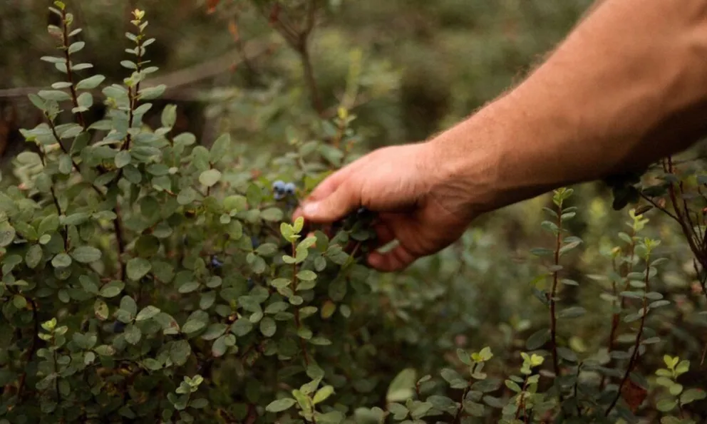 Arándanos argentinos: la campaña 2025 arranca con crecimiento