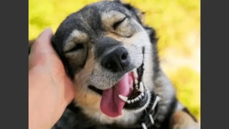 Cómo acariciar a tu perro para hacerlo feliz: los consejos de los expertos