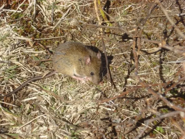 Fallece mujer por hantavirus: recomendaciones y prevención
