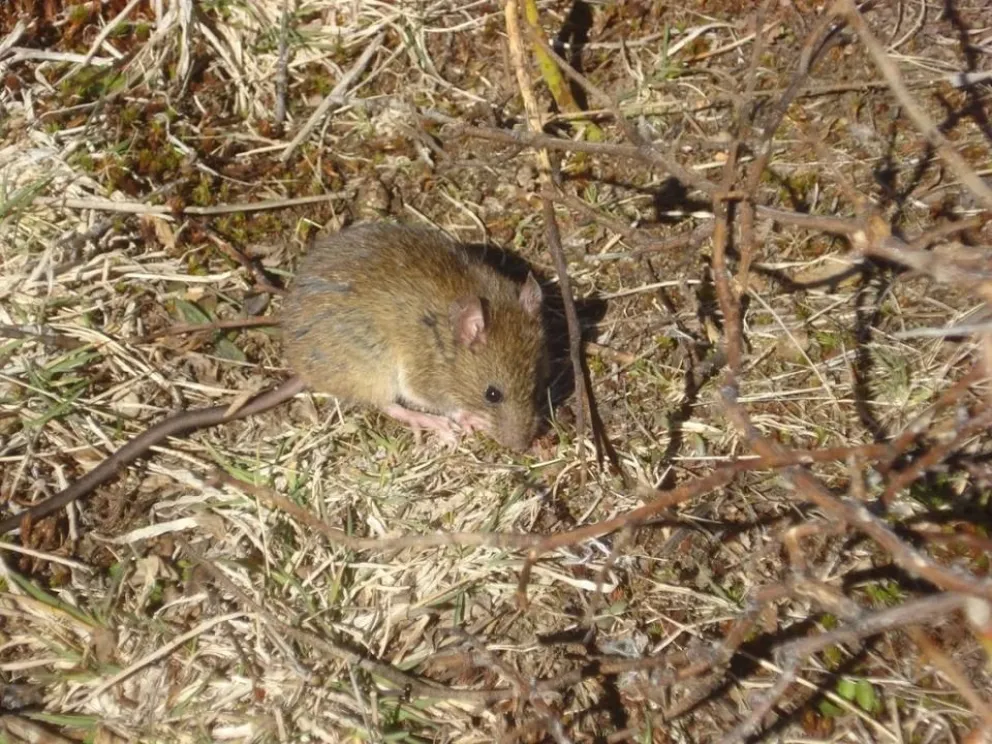 Fallece mujer por hantavirus: recomendaciones y prevención