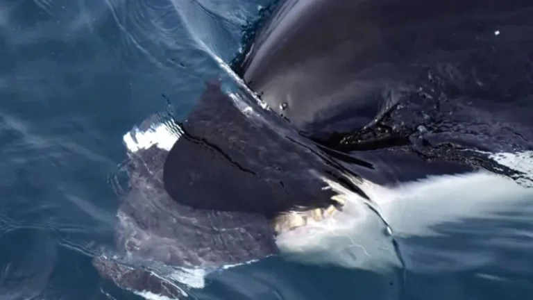 Un grupo de orcas cazó un ballenato frente a turistas