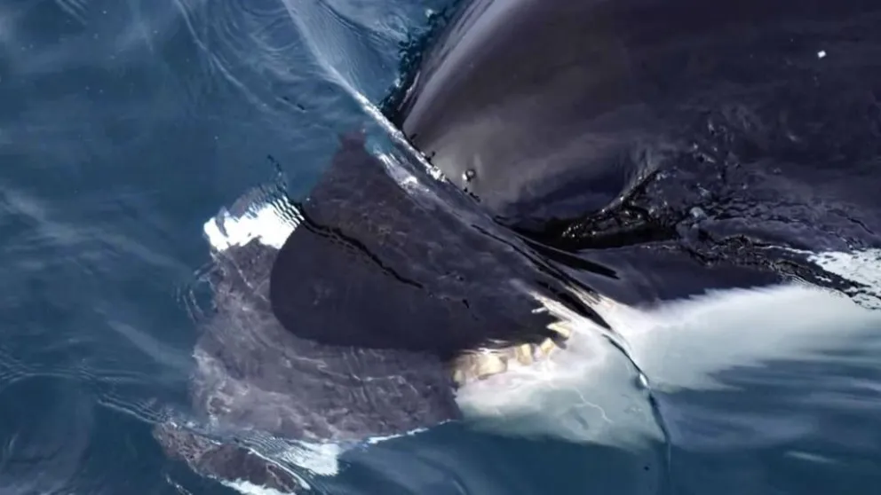 Un grupo de orcas cazó un ballenato frente a turistas