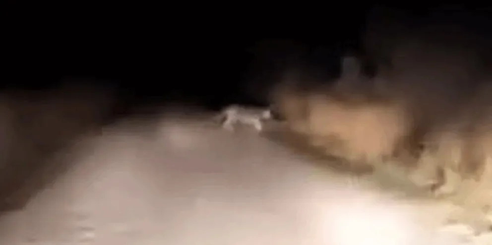 Avistaron un puma cerca de campos: preocupación entre productores