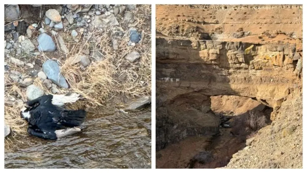 Apareció un cóndor muerto y ya son 50 los casos en la Cuenca Carbonífera
