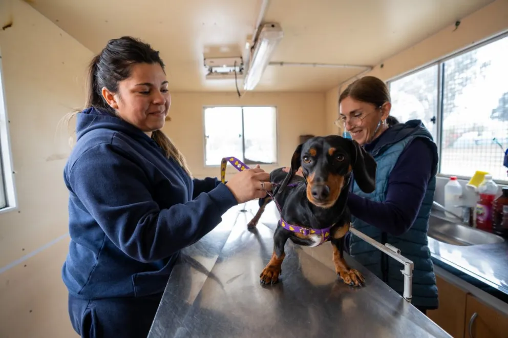 Refuerzan vacunación antirrábica en Comodoro con operativos en cuatro puntos