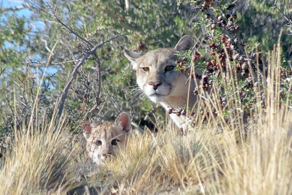 El avance del puma está matando las ovejas en el valle y la meseta