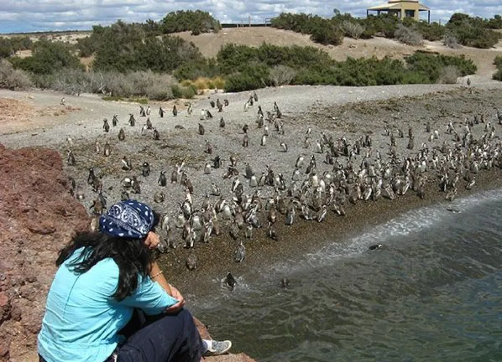 Punta Tombo se renueva para la próxima temporada de pingüinos