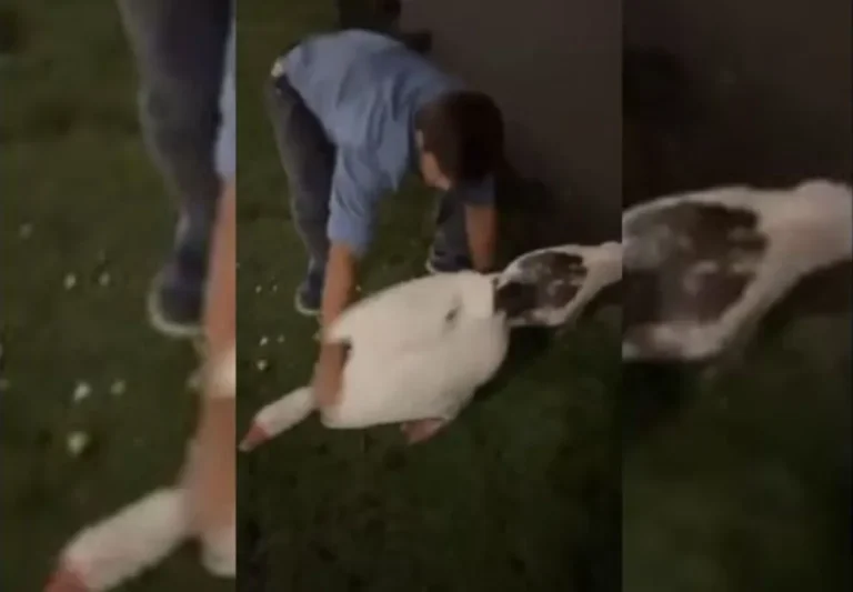 Repudiable: robó dos gansos y los obligó a nadar en una pileta con cloro