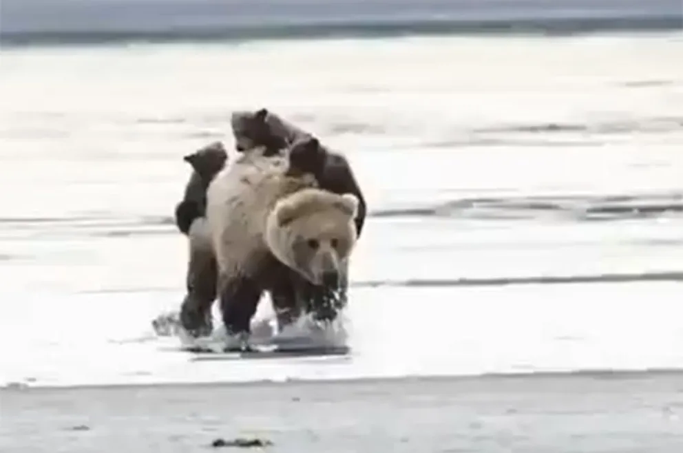 Alaska: el tierno video de una osa con sus cachorros que se volvió viral