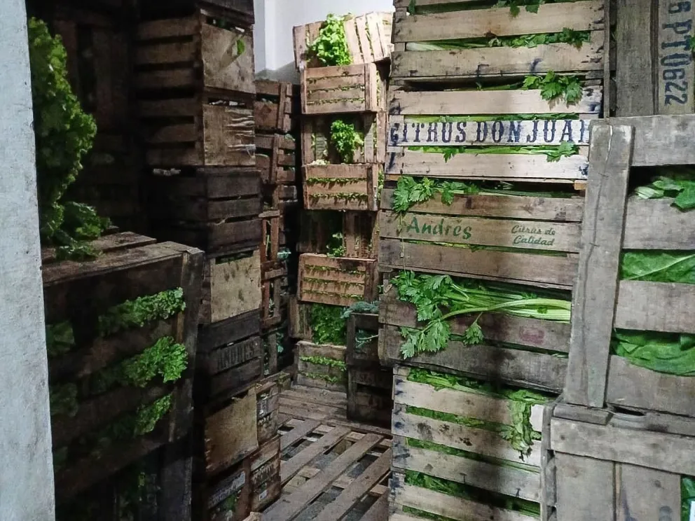 Incautan frutas y verduras no declaradas: intensifican controles para frenar evasión fiscal