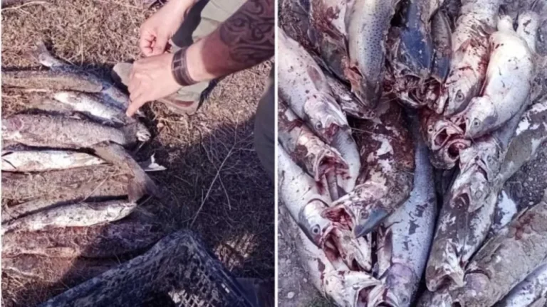 Atraparon a tres pescadores furtivos con 46 piezas capturadas ilegalmente