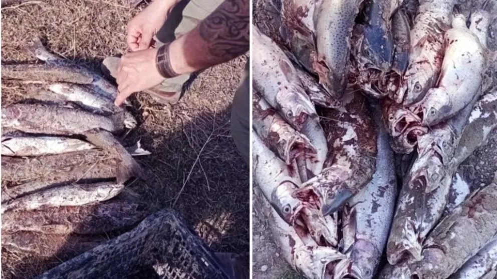 Atraparon a tres pescadores furtivos con 46 piezas capturadas ilegalmente