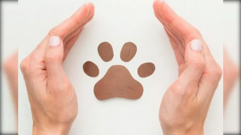 El Municipio reforzará campañas de esterilización y vacunación en Comodoro