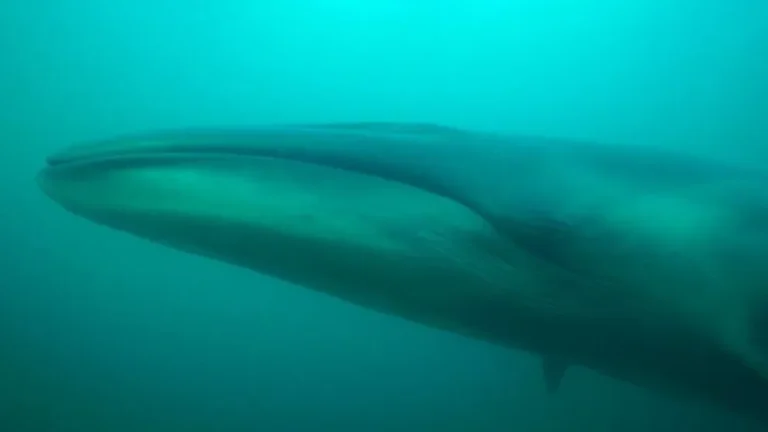 Buscan impulsar el avistaje de ballenas sei en Comodoro
