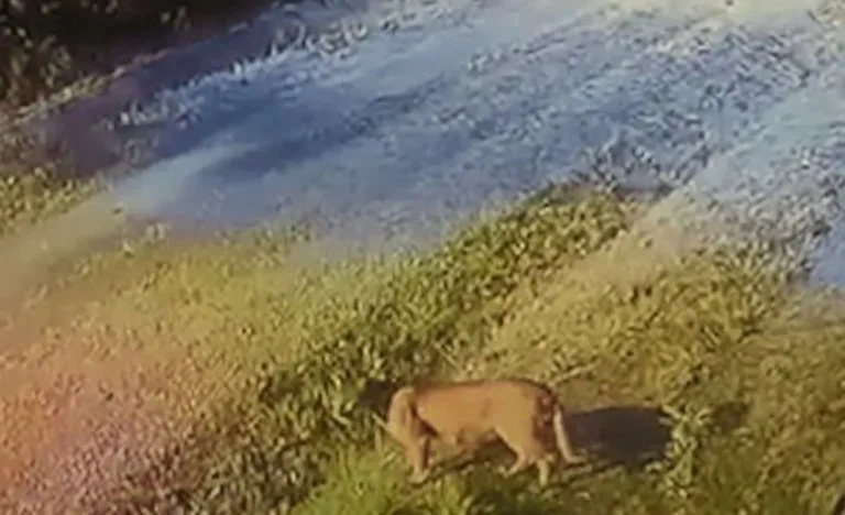 Un puma irrumpió en un barrio cerrado del Gran Buenos Aires