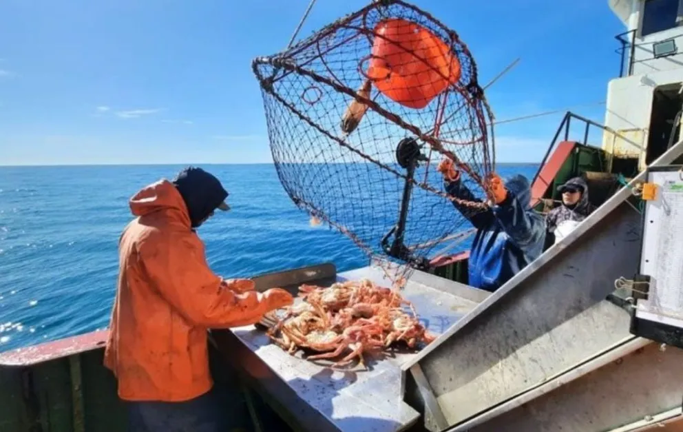 El Consejo Federal Pesquero aprueba dos campañas para evaluar la centolla en el sur argentino