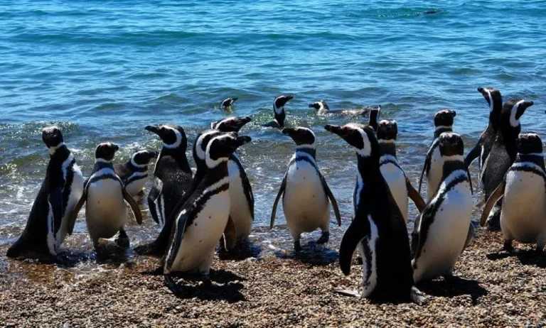 Avistaje en Chubut: Llegan los pingüinos de Magallanes a Punta Tombo y Cabo Dos Bahías