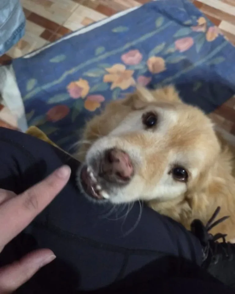 La historia de "Rubio", el perro que murió de un disparo en El Faro