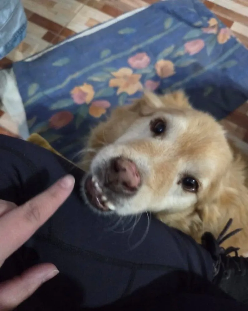 La historia de "Rubio", el perro que murió de un disparo en El Faro