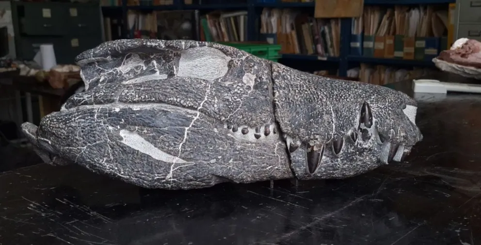 Hallaron un fósil patagónico: es referencia mundial y abre la puerta a nuevos hallazgos