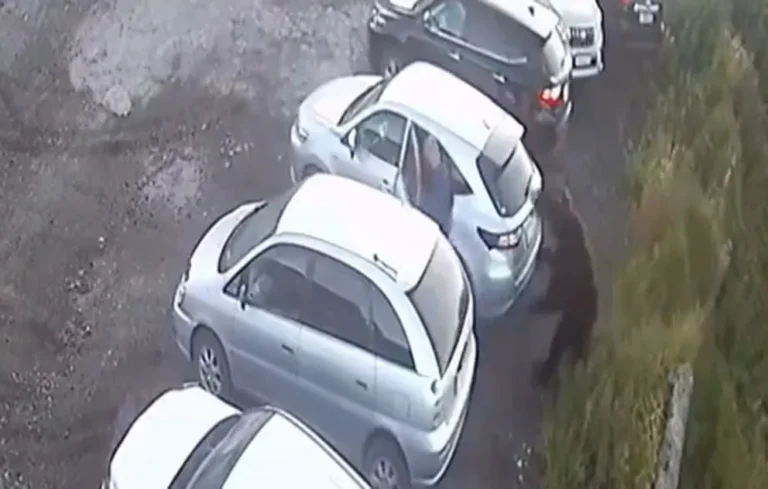Pánico en Rusia: oso atacó a un niño y a un hombre en un estacionamiento