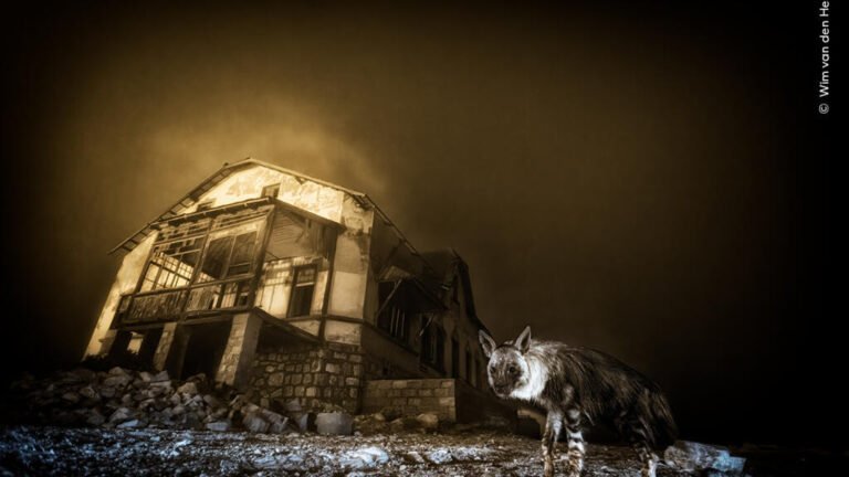 La vida salvaje fotografiada en el Wildlife Photographer of the Year