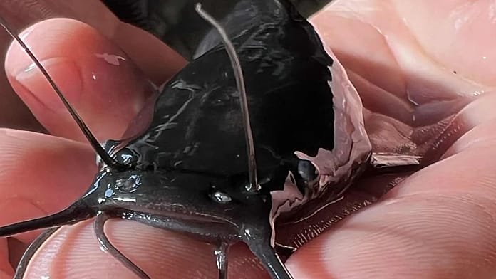 Piscifactorías "inteligentes": ¿Cómo funciona la producción sostenible con IA?