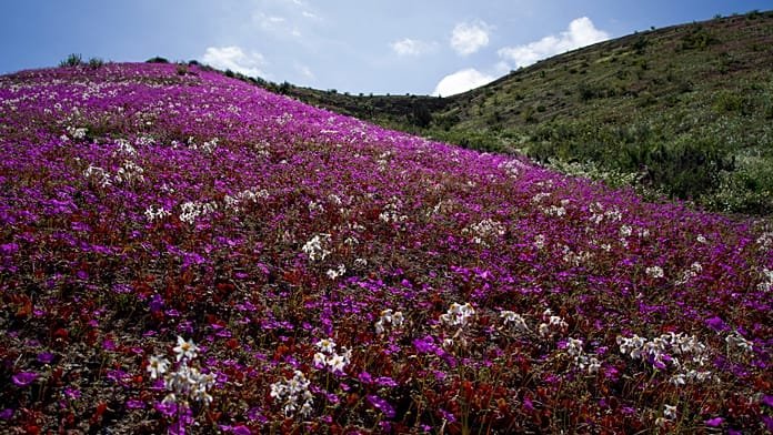 El desierto de Atacama en Chile florece tras raras lluvias invernales