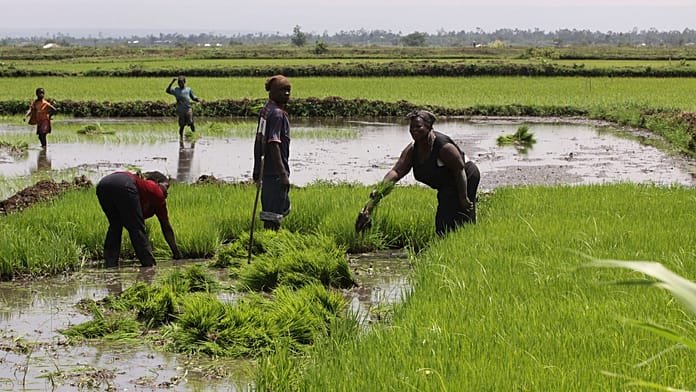 Las mujeres nubias en Kenia recuperan tradiciones mediante la agricultura urbana