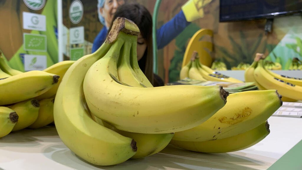 Pesticidas y violaciones de Derechos Humanos: el precio de la banana ecuatoriana