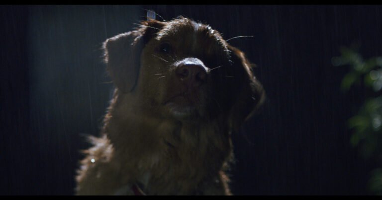 Good Boy, la película de terror protagonizada por un perro que se volvió viral