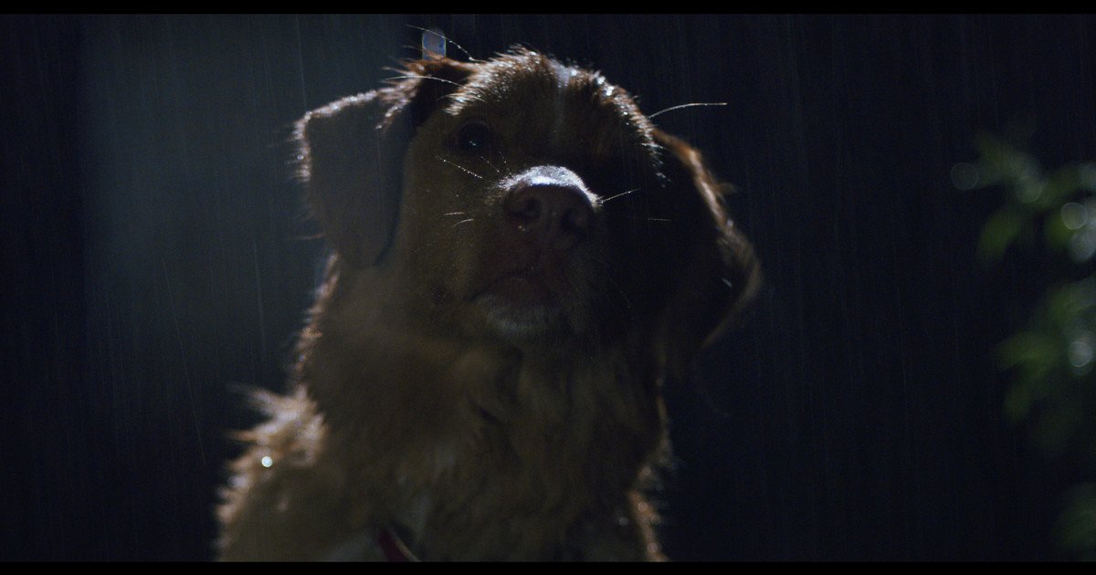 Good Boy, la película de terror protagonizada por un perro que se volvió viral