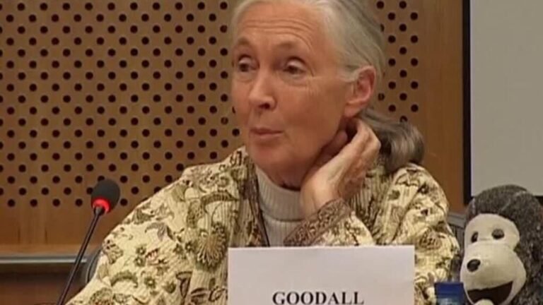 Falleció Jane Goodall, reconocida primatóloga y conservacionista