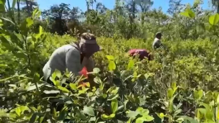 Bolivia: candidatos se enfrentan por cultivos de cocaína y políticas internacionales del Chaparé