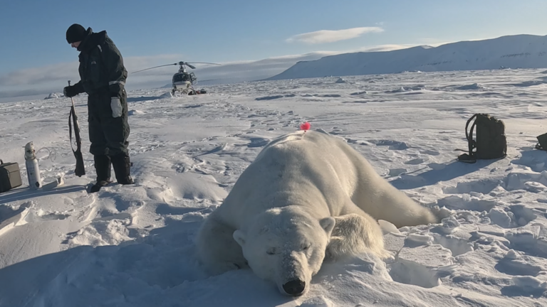 ¿Cómo están sorteando los osos polares la crisis climática?
