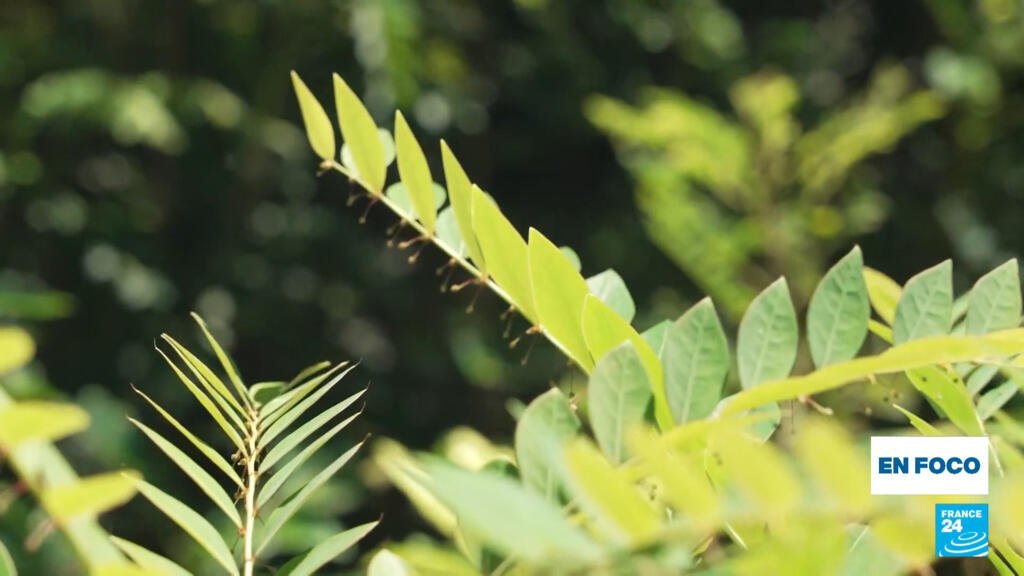 Malasia apuesta por una planta indígena para el futuro de los vehículos eléctricos