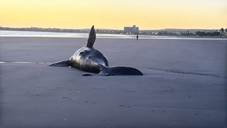 Apareció el cuerpo de una cría de ballena en la costa de Puerto Madryn