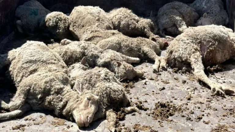 Chacarero denuncia que lo allanaron “de manera ilegal” y le mataron las ovejas