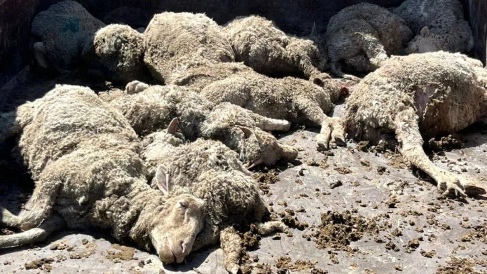 Chacarero denuncia que lo allanaron “de manera ilegal” y le mataron las ovejas